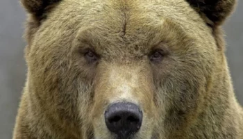 Информация о выходах медведей не подтвердилась в Петропавловске-Камчатском Информация о выходах медведей не подтвердилась в Петропавловске-Камчатском