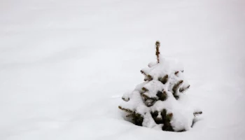 Небольшой циклон с мокрым снегом ожидает Камчатку