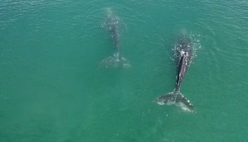 На Камчатке места скопления серых китов в бухте Ольга нанесут на карты 3