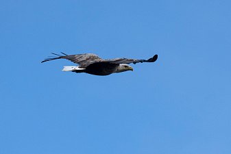 День водно-болотных угодий отметили 2 февраля на Камчатке 2