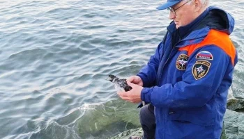 Спасатели вызволили утку из рыбацких сетей в Авачинской бухте на Камчатке