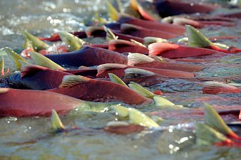 Грант Президентского фонда природы на сохранение нерки получил Кроноцкий заповедник на Камчатке 3