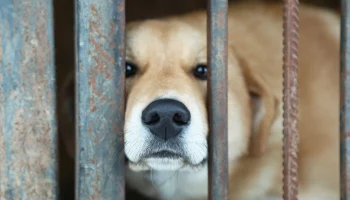 Более 3 тысяч безнадзорных животных отловили и простерилизовали в Камчатском крае за 10,5 месяцев