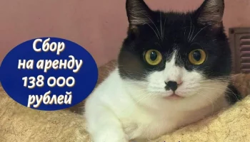 Котики просят о спасении их дома жителей Камчатки