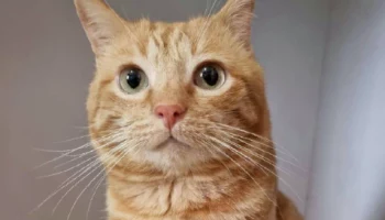 Острый дефицит свободных мест образовался в кошачьем приюте на Камчатке