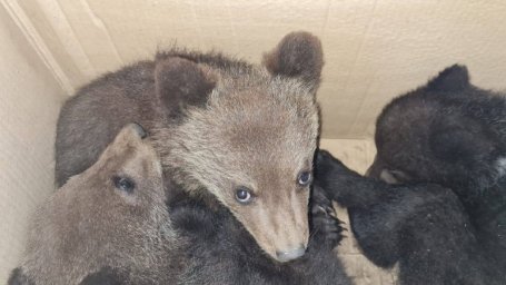 Маленькую лосиху спасли от медведя в селе Анавгай на Камчатке 0