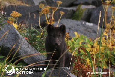Стартовала подготовка к полевому сезону 2026 года в национальном парке &laquo;Командорские острова&raquo; на Камчатке 0