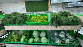 Москвичи заинтересовались выращенными без применения химических средств и пестицидов овощами Камчатки Москвичи заинтересовались выращенными без применения химических средств и пестицидов овощами Камчатки