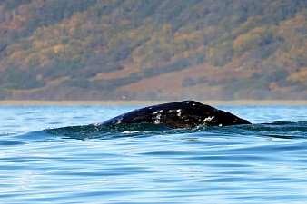 В редчайшей охотоморской популяции древнейших усатых китов насчитали полторы сотни особей на Камчатке 5
