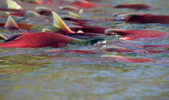 Охрана пресноводных нерестилищ является первоочередной задачей в Камчатском крае