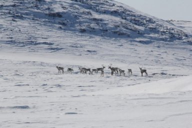 Северные олени по окончании брачного сезона побрели в горы на Камчатке 7