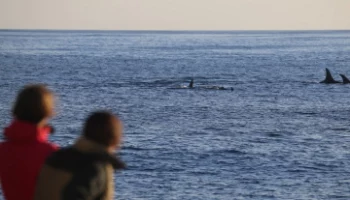 Набор слушателей на онлайн-курс по наблюдению за морскими млекопитающими объявил Кроноцкий заповедник на Камчатке Набор слушателей на онлайн-курс по наблюдению за морскими млекопитающими объявил Кроноцкий заповедник на Камчатке