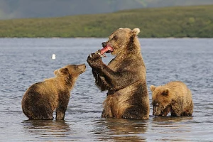 Исполнилось 43 года со дня создания Южно-Камчатского заказника