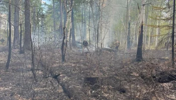 Леса горят на Камчатке: с начала сезона зарегистрировано 4 лесных пожара