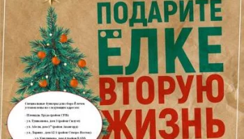 На Камчатке стартовала экологическая акция «Елки в деле»