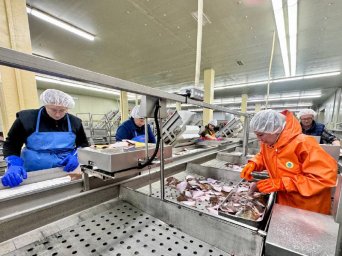 Лов белорыбицы начался 15 мая на Камчатке 4