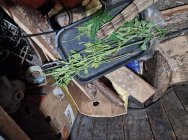 На Камчатке житель Мильково выращивал а теплице коноплю 6