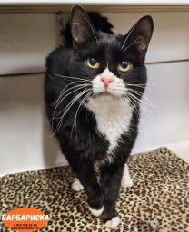 Острый дефицит свободных мест образовался в кошачьем приюте на Камчатке 2