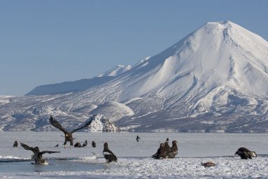 День зимующих птиц отмечается сегодня на Камчатке 2