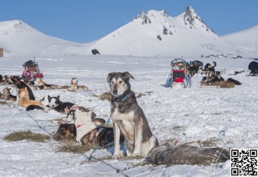 Как собаки помогли человеку освоить суровые просторы Камчатского края 1