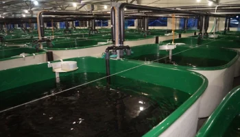 Рыбоводные заводы в апреле начнут выпускать мальков лосося в реки Камчатки