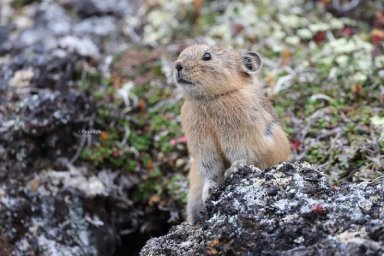 Зверек, чьи предки бродили по земле 15 миллионов лет назад, обитает на Камчатке 0