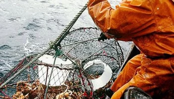 Сокращение объёмов добычи крабов зафиксировано на Камчатке Сокращение объёмов добычи крабов зафиксировано на Камчатке