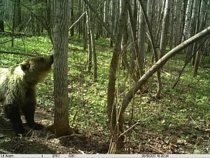 Уральский парк «Таганай» получил новый экспонат с Камчатки 1