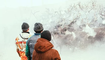 Больше двух месяцев не могут добиться зарплаты оленеводы на Камчатке