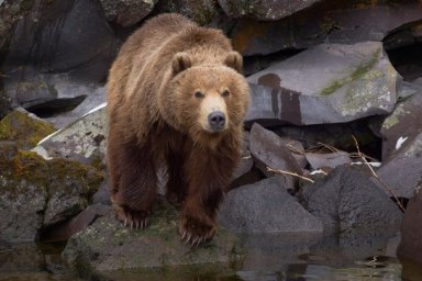 Как животные готовят свои жилища к наступлению зимы на Камчатке 2
