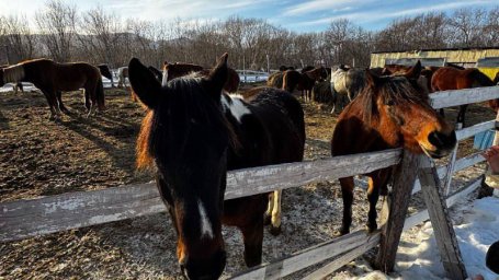 Поздравить главное животное наступающего года можно в конном центре &laquo;Лошади Камчатки&raquo; 1