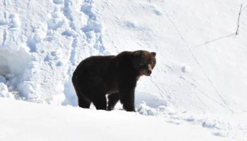 На Камчатке просыпаются первые медведи