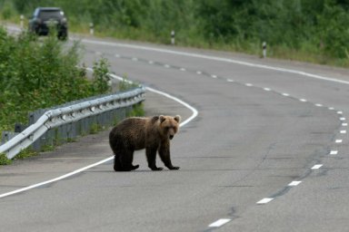 «Пёс Барбос» оценил фактическое состояние медвежат на базе «Жировой» в Камчатском крае 0