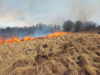 В первые сутки потушили лесной пожар у посёлка Козыревск на Камчатке 0