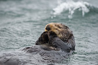 Международный День прав животных отмечается одновременно с Днём прав человека 3