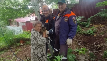 На Камчаткее спасатели выручили из беды кошку, почти два дня просидевшую на опоре ЛЭП