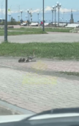 Медведь замечен на сопке в районе улицы Пограничной в Петропавловске-Камчатском 2