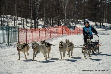 В Эссо в 10 раз состоялась гонка на собачьих упряжках «Казачий путь» 11