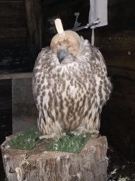 Ловили краснокнижных птиц, но поймались сами браконьеры на Камчатке 1