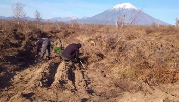 Сеянцы берёзы каменной посажены на площади 79,9 гектара в этом году на Камчатке