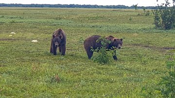 Пеплопад от вулкана Крашенинникова не изменил пищевое поведение животных на Камчатке 2