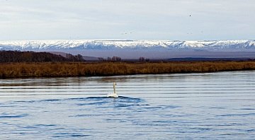 Лебеди отдыхают во время миграции на заповедных водоёмах Камчатки 4 Лебеди отдыхают во время миграции на заповедных водоёмах Камчатки 4