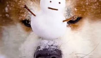 Спасательную операцию для животных, оказавшихся в снежном плену, провели в приюте на Камчатке