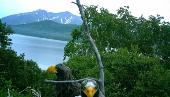 Фотоловушки раскрыли тайны гнездовой жизни белоплечих орланов на озере Начикинском в Камчатском крае