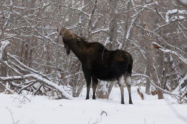 Как обитатели Кроноцкого заповедника переживают снегопады на Камчатке 1