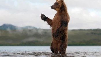 На Камчатке медведь напал на человека. Это первый случай в этом году