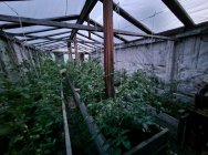 На Камчатке житель Мильково выращивал а теплице коноплю 7