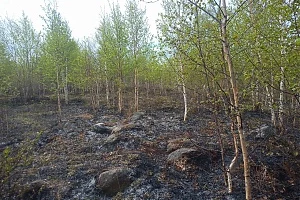 На Камчатке ликвидировано два и локализован один лесной пожар