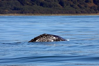 В редчайшей охотоморской популяции древнейших усатых китов насчитали полторы сотни особей на Камчатке 0