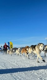 Старт многодневной гонке на собачьих упряжках &laquo;Берингия.Авача &ndash;2026&raquo; дан на Камчатке 7